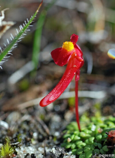 #好花静赏# 九种美丽的食虫小狸藻：曼西狸藻、Utricularia purpurascens、黄狸藻、斜果狸藻、小白兔狸藻、坎贝尔狸藻、Utricularia tenella、詹森狸藻、禾叶狸藻。flickr 图片