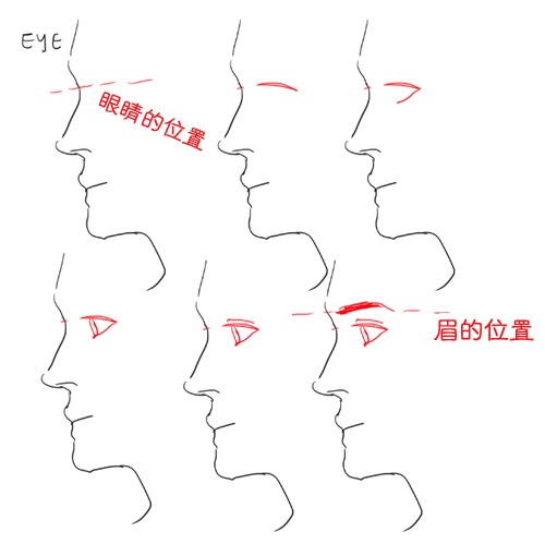 #绘画参考# 【初学者向】绘制面部侧面的一些细节要点。（