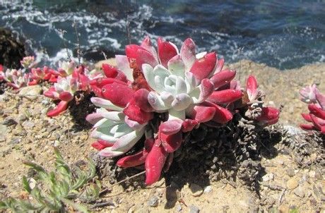 仙女杯·法瑞诺莎 Dudleya farinosa景天科(CRASSULACEAE) / 仙女杯属(Dudleya)