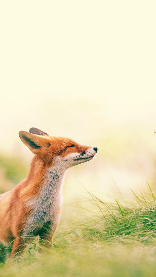 Fox Feeling Summer #iPhone #5s #Wallpaper