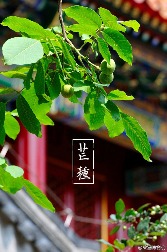 今日芒种。这一时节，已经进入了典型的夏季，天气非常炎热。《月令七十二候集解》；“五月节，谓有芒之种谷可稼种矣。”