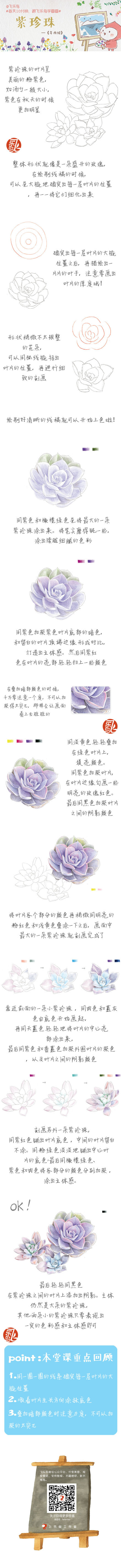 #每天10分钟，跟飞乐鸟学画画# 漂亮的紫珍珠是景天科石莲属的多肉植物、也称多浆植物 ，别称是纽伦堡珍珠，外观类似一朵盛开的玫瑰花有木有。