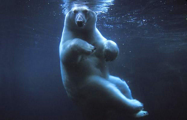 【艺术摄影】Steven Kazlowski，美国野生动物摄影师，作品被刊登在《国家地理杂志》、《TIME》等杂志，并已出版多本影集。他是目前唯一深入拍摄北极熊生存状态的摄影师，拥有在极端气候下拍摄的丰富经验及技巧。