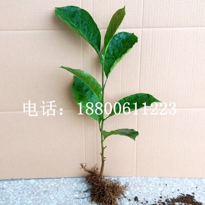 玉兰树苗南方北方庭院种植苗木花卉植物室内盆景盆栽紫玉兰苗包邮