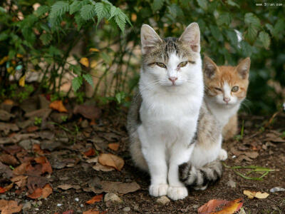 可爱小猫咪图片