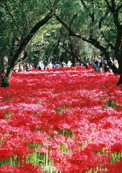 日本埼玉县日高市「巾着田曼珠沙华」公园内… - 堆糖，美图壁纸兴趣社区