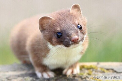 白鼬，一种又萌又逗比的动物，拍照的时候经常会用一种无辜的表情看着，什么，你是在拍我吗 ，厉害的是这家伙夏天是灰棕色，冬天是雪白色