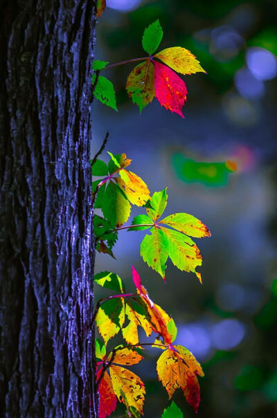 ~~Luminous Leaves ~ autumn aspen leaves by Brian Stevens~~