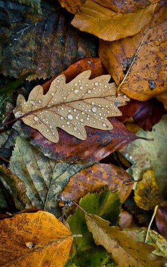 Autumn colours in the rain.