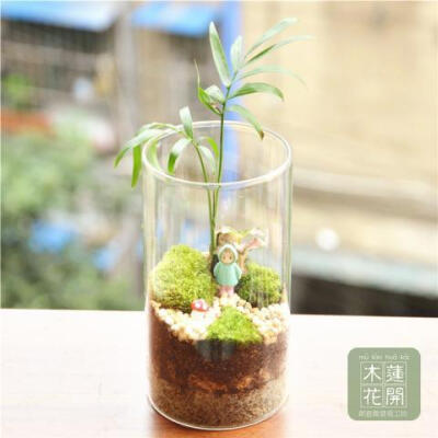 木莲花开创意苔藓微景观 直桶生态瓶小梅DIY绿植盆栽悠悠我心