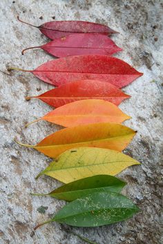 Leaves In Fall