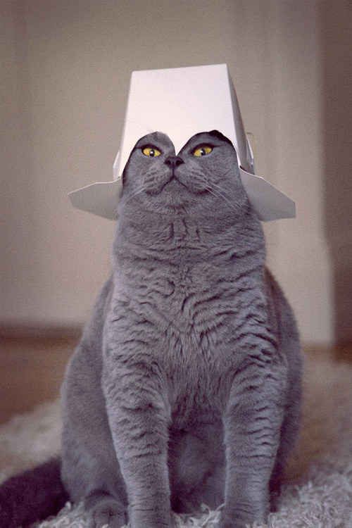 The Commander | The 100 Most Important Cat Pictures Of All Time