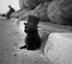 cat top hat...