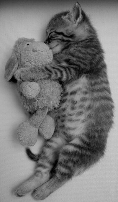 kitty cat holding a baby lamb stuffed animal