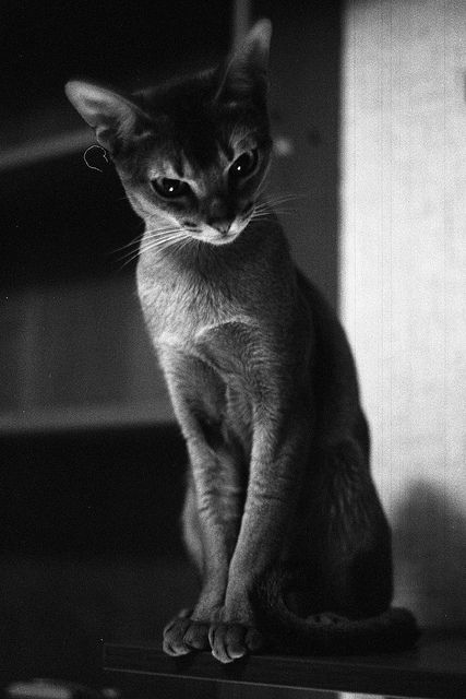 Abyssinian cat, pure breed ~ photographer owner caught him looking oh so elegantly arrogant, such a snobby tilt of head.