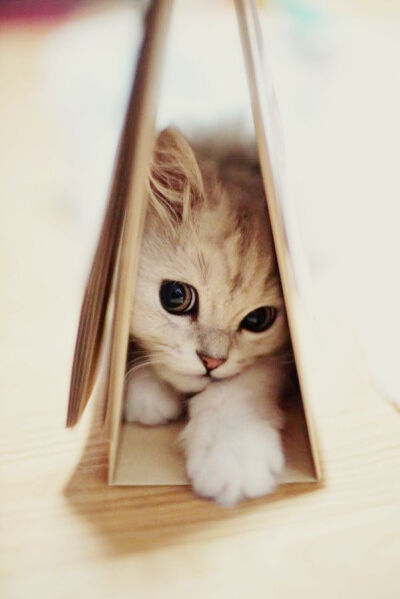 hiding kitty,