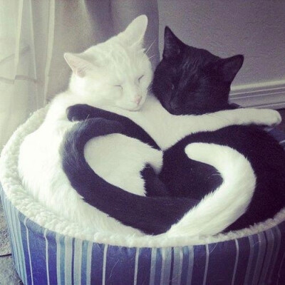 Black cat: relax my darling!!!! White cat: I love you sweets!!!