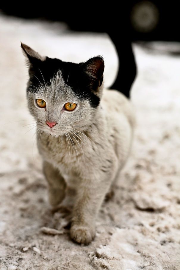 Cat With grandma hair 10 Cats That Got Famous For Their Awesome Fur Markings | Bored Panda