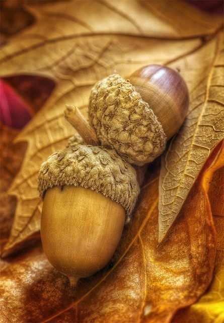 Acorns