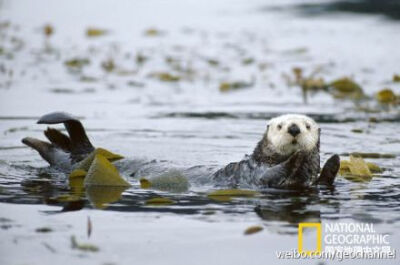 海獭无论在水族馆里还是野外可都是星范儿十足，有着大批拥趸。萌态可掬的海獭在水中嬉戏游曳，憨憨的拿石头敲打贝壳找吃的；为了不在打盹儿的时候“随波逐流”，它们会把自己缠在海藻上。而此刻悠闲潇洒的海獭们，曾…