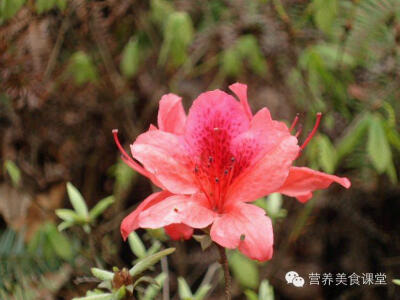 野生的杜鹃花：酸酸的口感，主要是带花的香味。