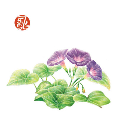  #飞乐鸟作品#《植物绘Ⅱ》——相信热爱生活的人，都多多少少会在家里种上几盆植物，插上那么几支绿叶或几朵鲜花来点缀生活。画纸，彩铅，小植物，还有热爱生活的心，让我们一起来为自己打造一份宁静的时光和从容的…