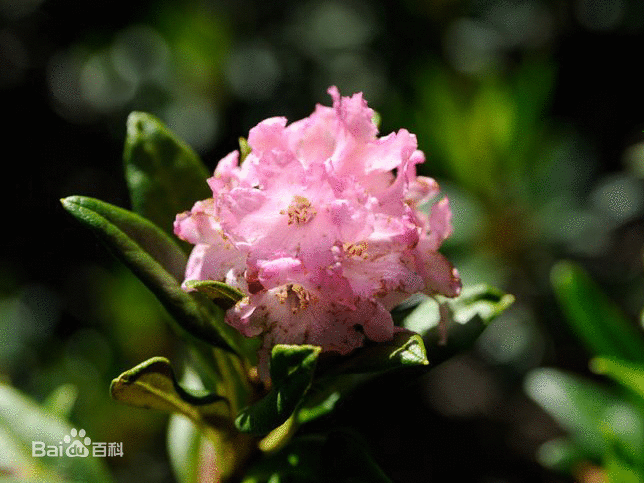 菲日吉妮姆杜鹃