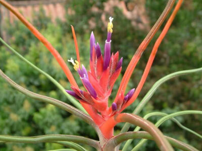 空气凤梨铁兰T.Bulbosa 蝴蝶 新到超大植株