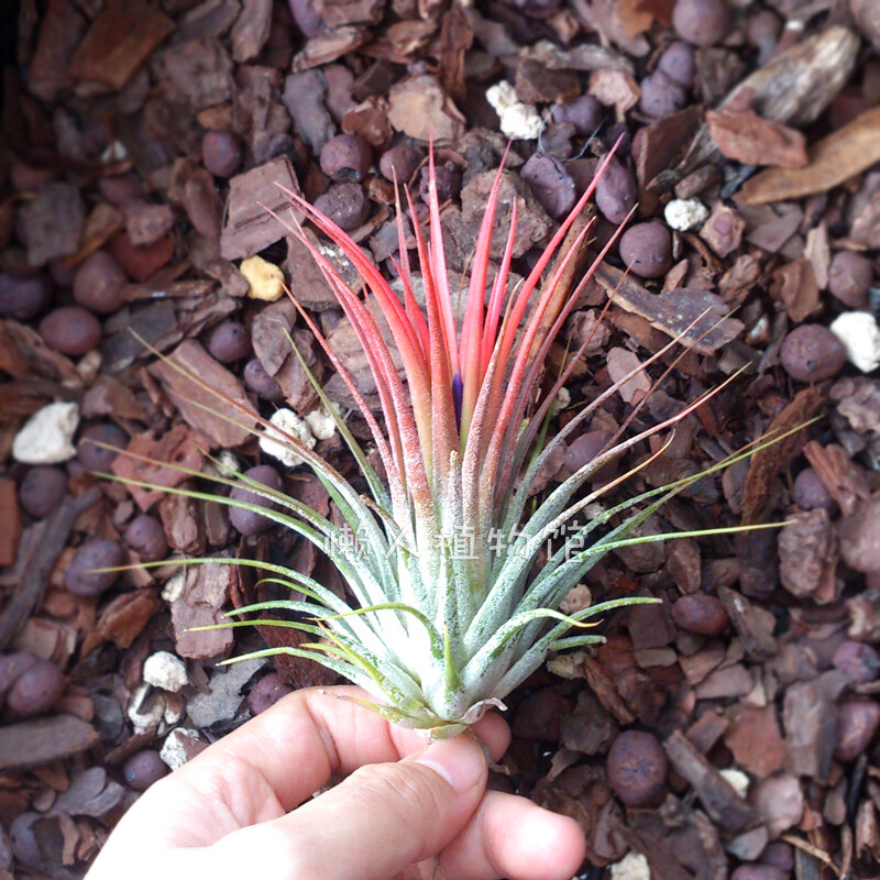 空气凤梨Ionantha v Stricta大型束花精灵 无土栽培