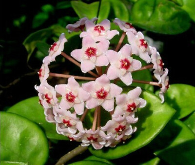 球兰Hoya compacta ‘Krinkle ’小苗 克林克球兰