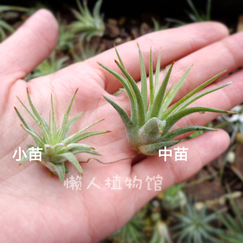 空气凤梨铁兰 Tillandsia Ionantha 大型精灵小苗