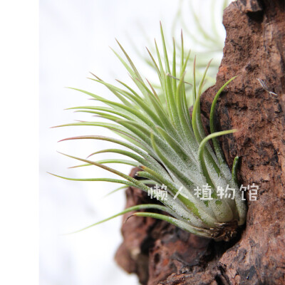 空气凤梨铁兰Tillandsia Ionantha 大型精灵 精灵巨无霸