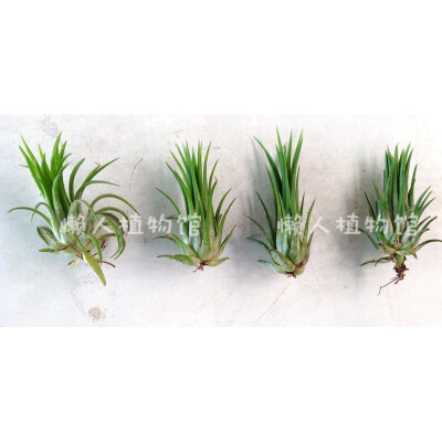 空气凤梨铁兰 T. IONANTHA FUEGO 福果精灵飞鸽精灵