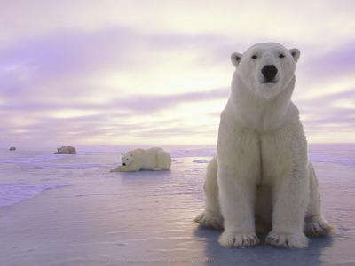 Kennan-Ward-Polar-bears-54714_large、白色、White、、北极熊