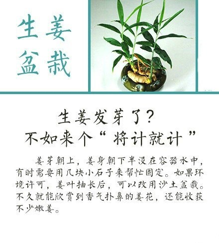  【简单有实用的盆栽制作大法】只需一个容器，一些平常吃剩的水果或蔬菜，再加一点点的耐心和心思，就可以养育出一盆绿意盎然的盆栽，为你的生活增添无数的诗意。赶快试一下吧！！！ -转