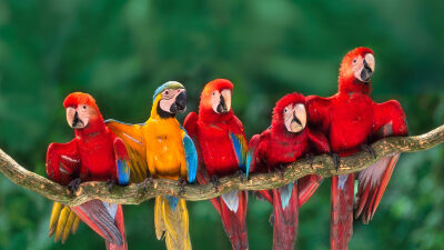 迎宾：金刚鹦鹉 ColorfulMacaws