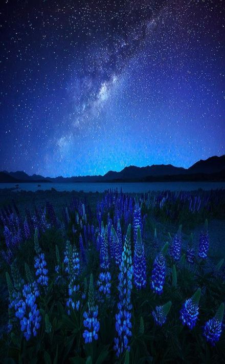 新西兰，特卡波，在这里能看见最美的星空。