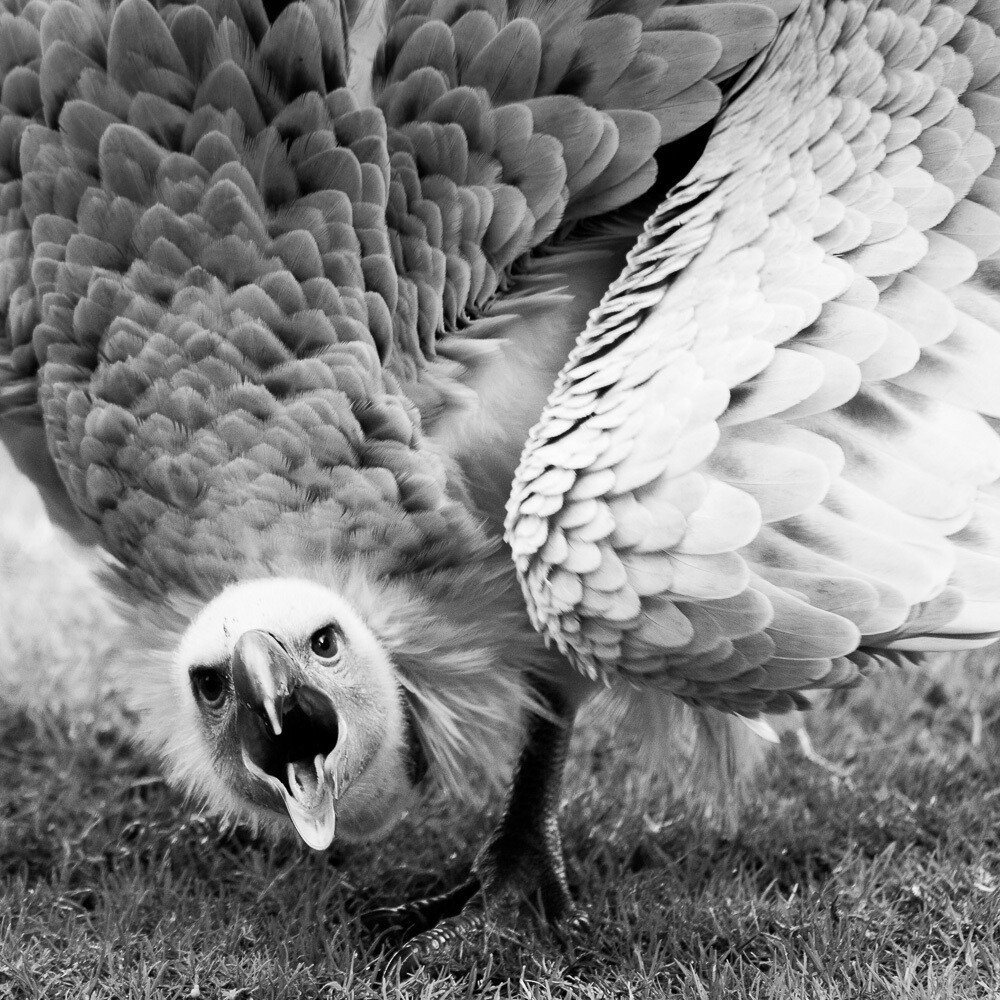 秃鹫摄影师nickaldridge