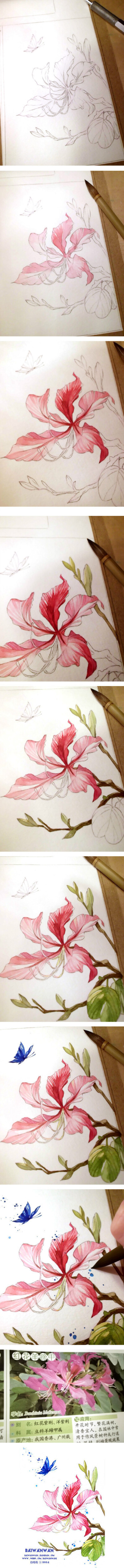 【绘画教程】红花羊蹄甲