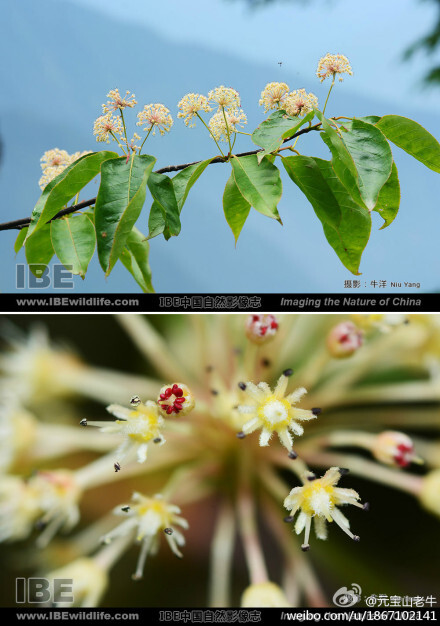 #云南野花# 在贡山独-怒分水岭第一次见到十齿花Dipentodon sinicus。若不是从前听过大名，见过图片，我大概不会在这个海拔喊停车。并且很幸运找到了蓝色的远山做背景。这个特疏的类群属于十齿花科Dipentodontaceae，FOC载为单种属。@IBE官方微博