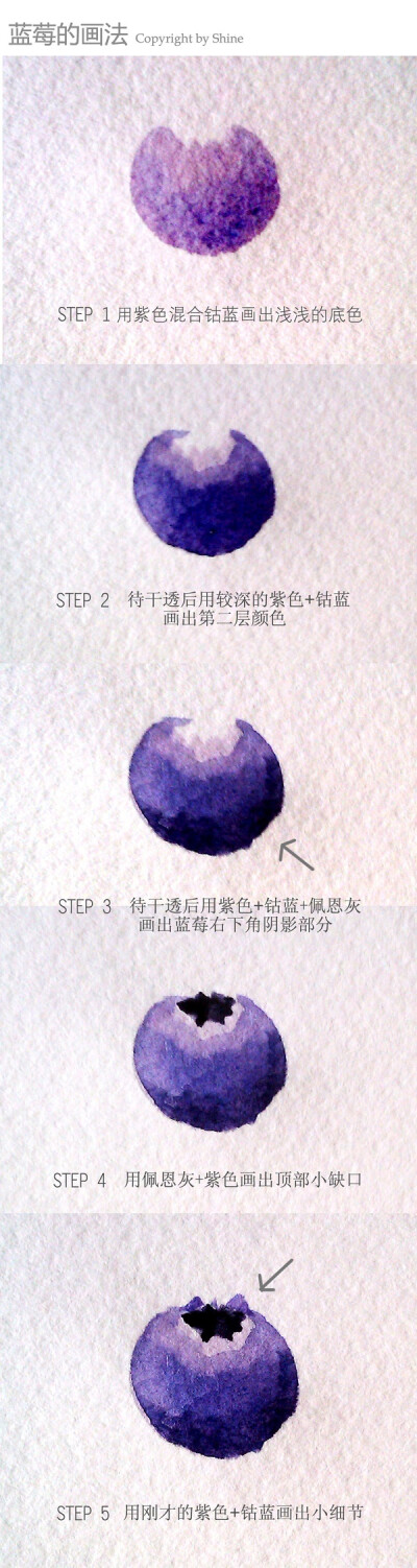 【绘画教程】入门级教程之 蓝莓Blueberry