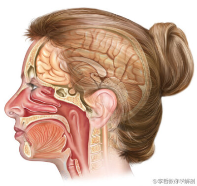 精美的医学插画?？此普骞?，却是切面观。http://t.cn/Rh3aCXR