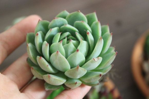 然后是这个TIPPY 中文好像是叫蒂比吧。拿出来也是巨大一个，太饱满了。太好看了。楼主忍不住在手里多拿了一会.，任何角度拍她都很漂亮，不过这个品种可能非常好养，因为他价格很低的样子。楼主要拿她来叶插