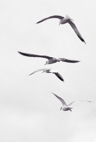 Time is a bird for ever on the wing. ——T. W. Robertson