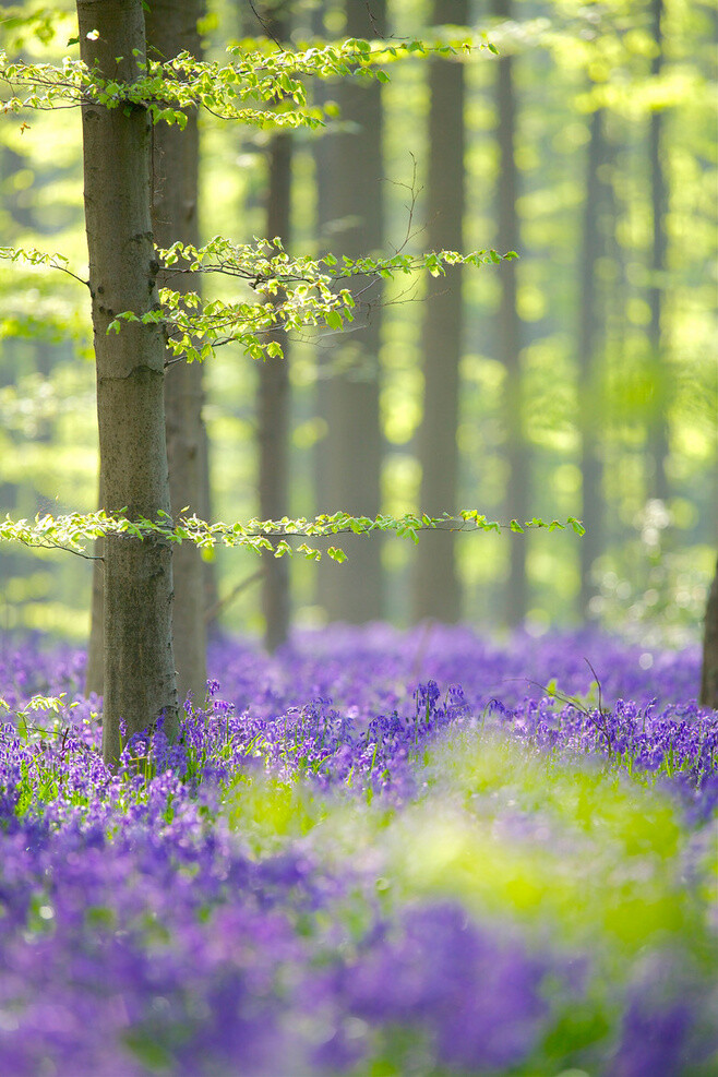 Hallerbos | by Corné...