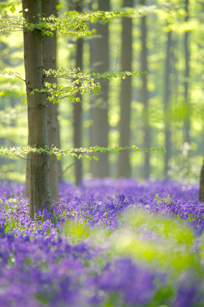 Hallerbos | by Corné...