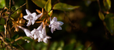 那些花儿，小花？陈小花。。。