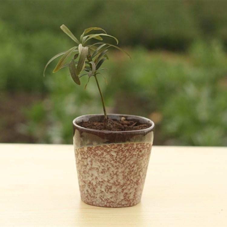 东篱日式 欧式粗陶 复古陶瓷 圆锥花边 微型花盆 多肉花盆 有孔