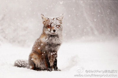 荷兰摄影师Roeselien Raimond 镜头下的野狐狸，要不要这么萌啊！