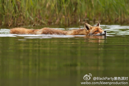 荷兰摄影师Roeselien Raimond 镜头下的野狐狸，要不要这么萌啊！